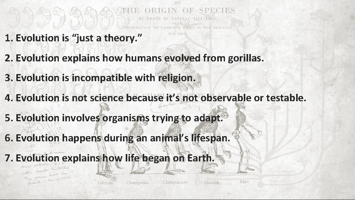 1. Evolution is “just a theory. ” 2. Evolution explains how humans evolved from