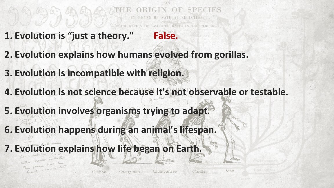 1. Evolution is “just a theory. ” False. 2. Evolution explains how humans evolved