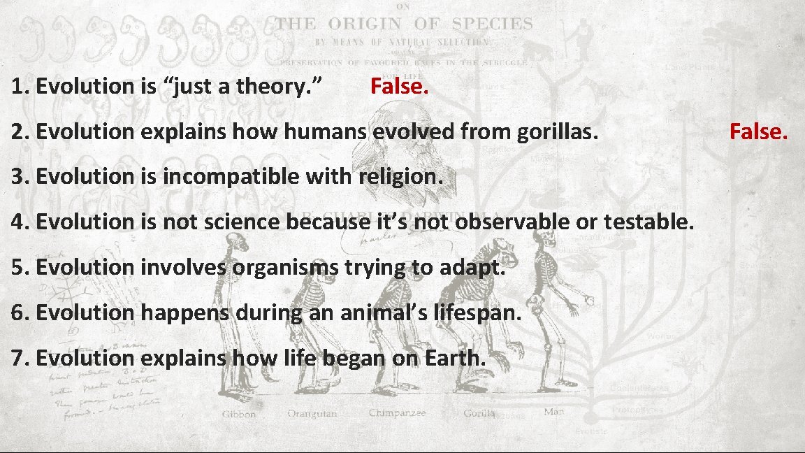 1. Evolution is “just a theory. ” False. 2. Evolution explains how humans evolved
