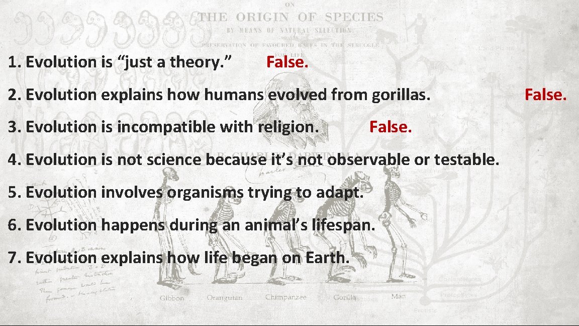 1. Evolution is “just a theory. ” False. 2. Evolution explains how humans evolved