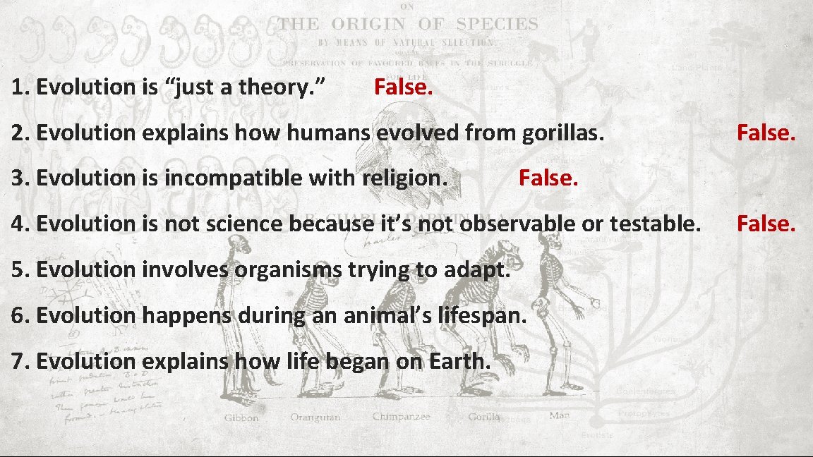 1. Evolution is “just a theory. ” False. 2. Evolution explains how humans evolved