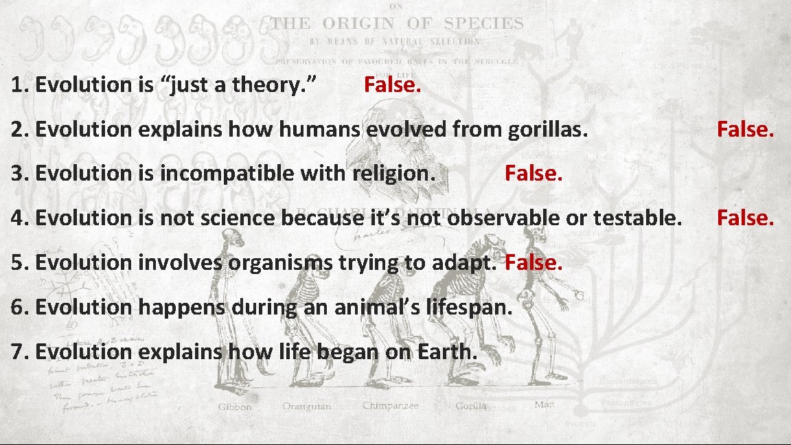 1. Evolution is “just a theory. ” False. 2. Evolution explains how humans evolved