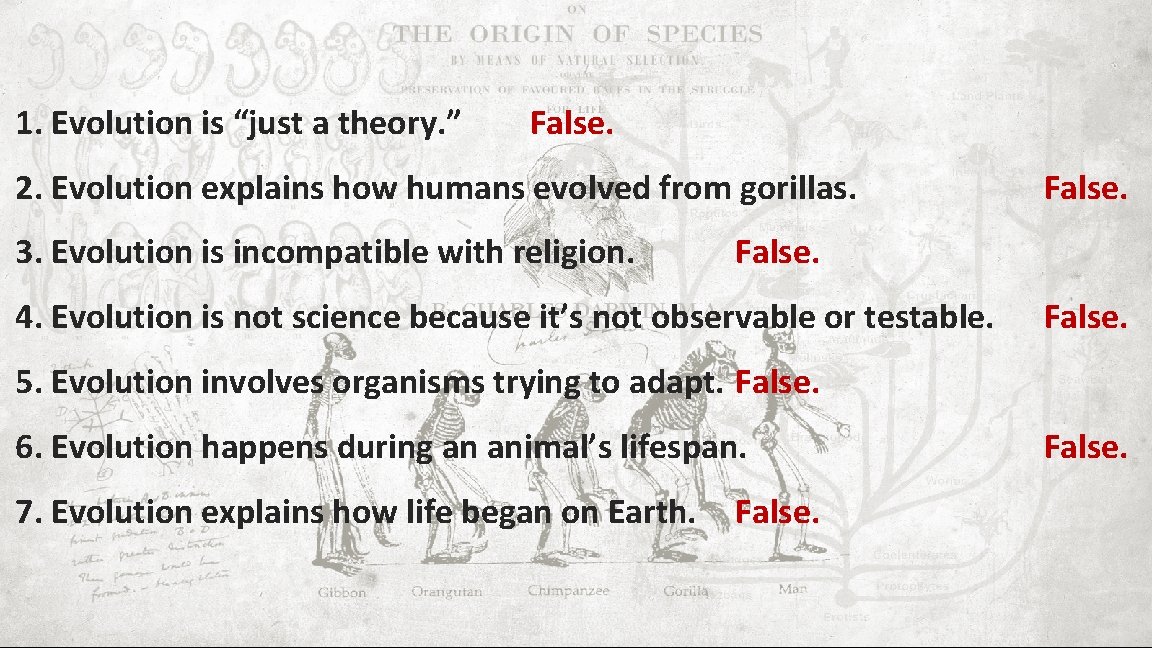 1. Evolution is “just a theory. ” False. 2. Evolution explains how humans evolved