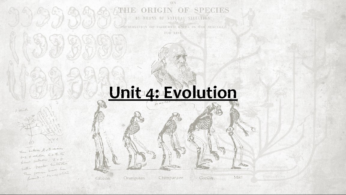 Unit 4: Evolution 