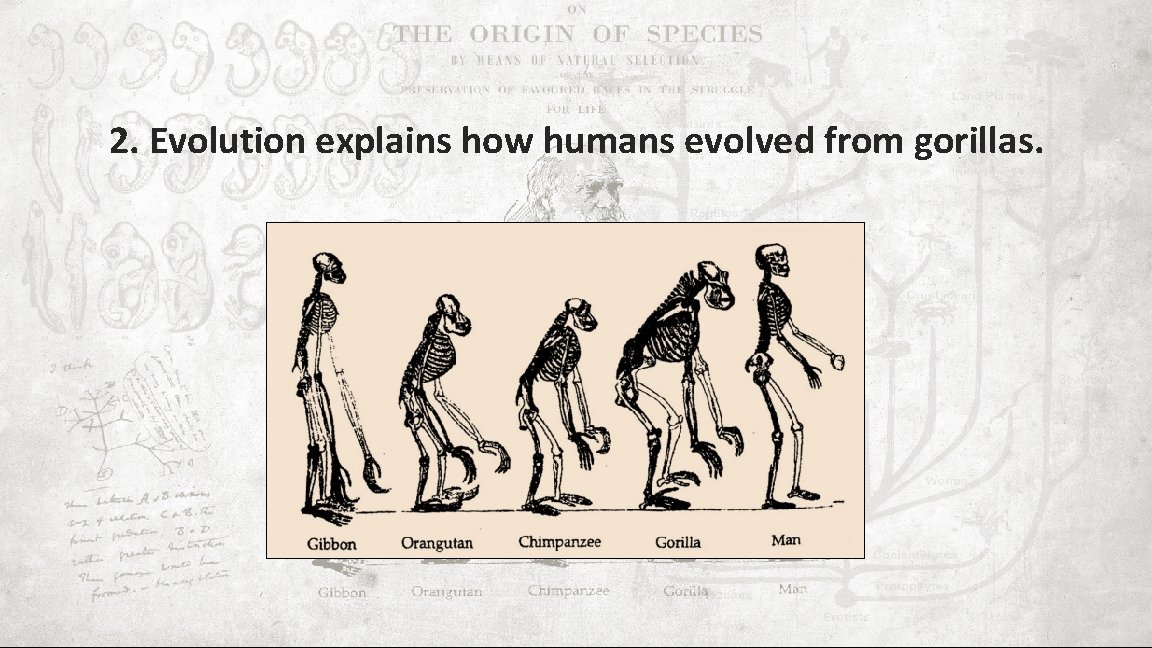 2. Evolution explains how humans evolved from gorillas. 