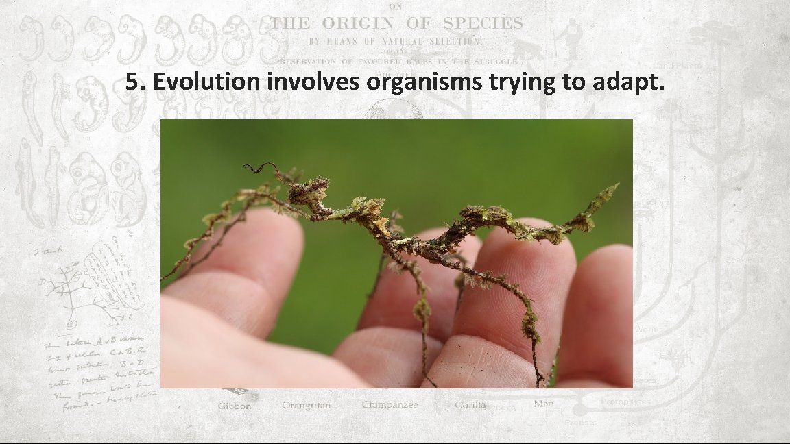 5. Evolution involves organisms trying to adapt. 