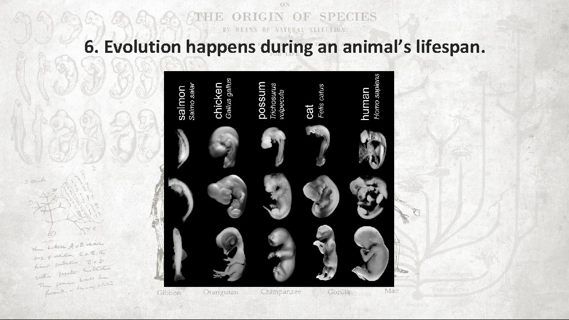 6. Evolution happens during an animal’s lifespan. 