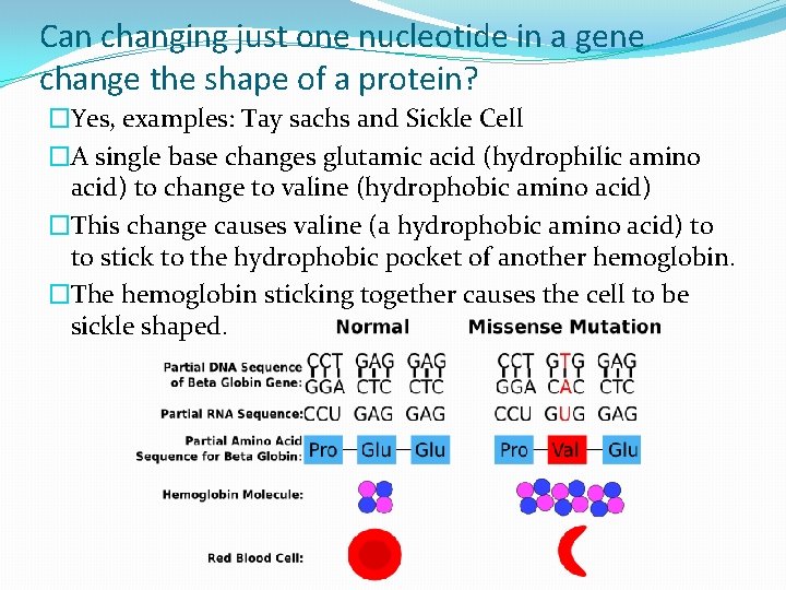 Can changing just one nucleotide in a gene change the shape of a protein?