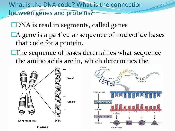 What is the DNA code? What is the connection between genes and proteins? �DNA
