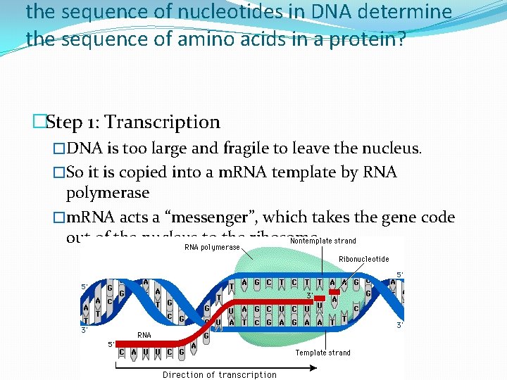 the sequence of nucleotides in DNA determine the sequence of amino acids in a