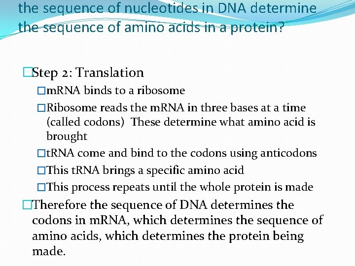 the sequence of nucleotides in DNA determine the sequence of amino acids in a