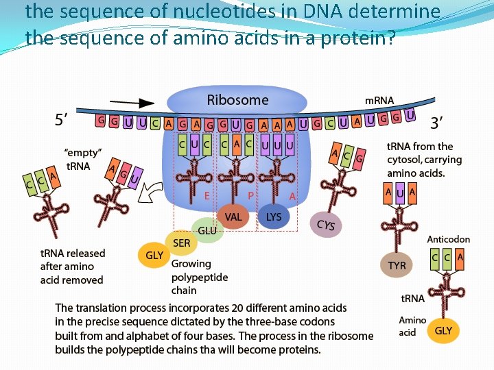 the sequence of nucleotides in DNA determine the sequence of amino acids in a