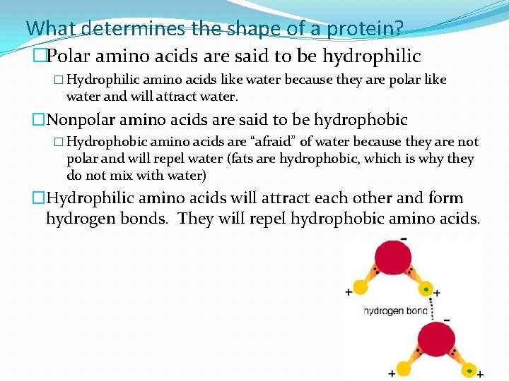 What determines the shape of a protein? �Polar amino acids are said to be