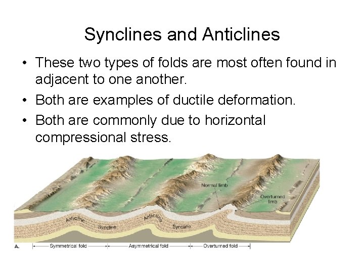 Synclines and Anticlines • These two types of folds are most often found in