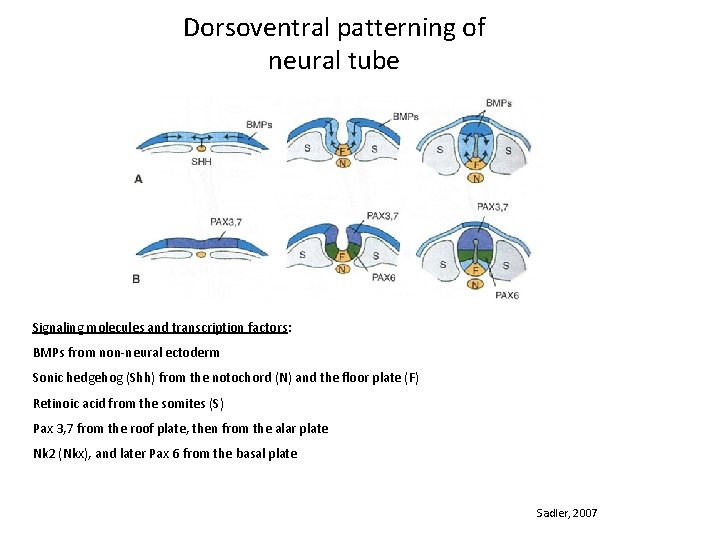 Dorsoventral patterning of neural tube Signaling molecules and transcription factors: BMPs from non-neural ectoderm