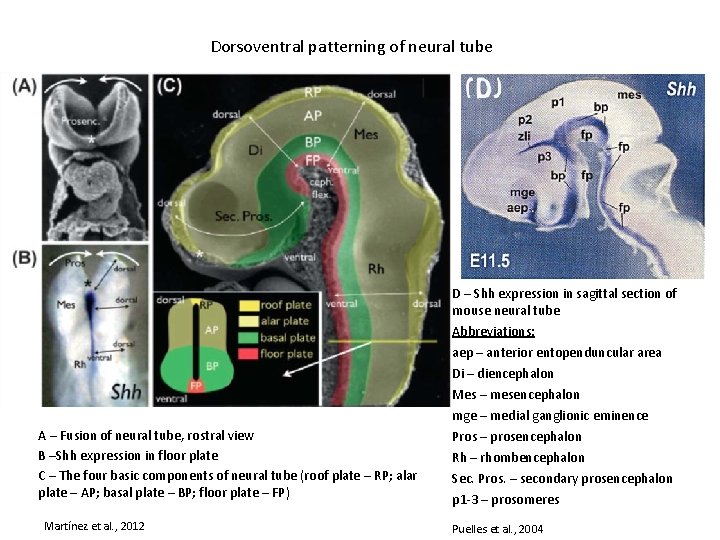 Dorsoventral patterning of neural tube A – Fusion of neural tube, rostral view B
