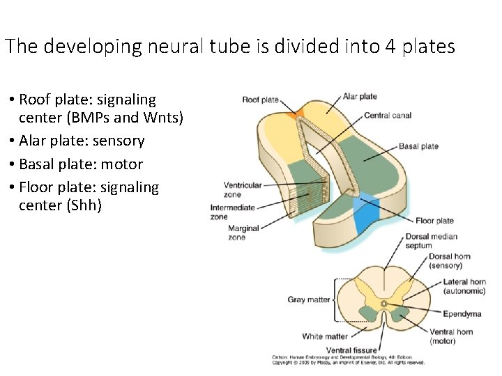 The developing neural tube is divided into 4 plates • Roof plate: signaling center