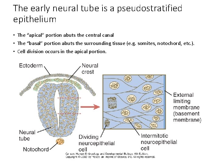 The early neural tube is a pseudostratified epithelium • The “apical” portion abuts the
