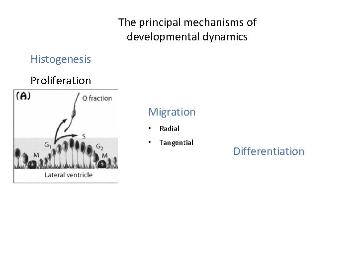 The principal mechanisms of developmental dynamics Histogenesis Proliferation Migration • Radial • Tangential Differentiation