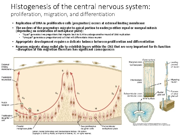 Histogenesis of the central nervous system: proliferation, migration, and differentiation • Replication of DNA