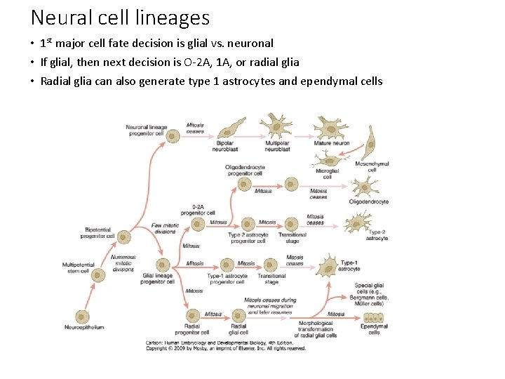 Neural cell lineages • 1 st major cell fate decision is glial vs. neuronal