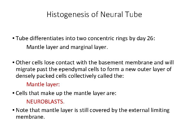 Histogenesis of Neural Tube • Tube differentiates into two concentric rings by day 26:
