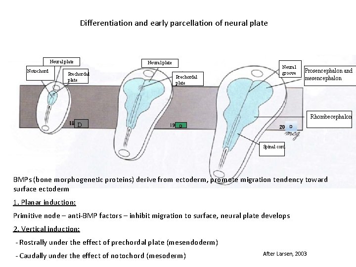 Differentiation and early parcellation of neural plate Notochord Neural plate Prechordal plate Neural groove