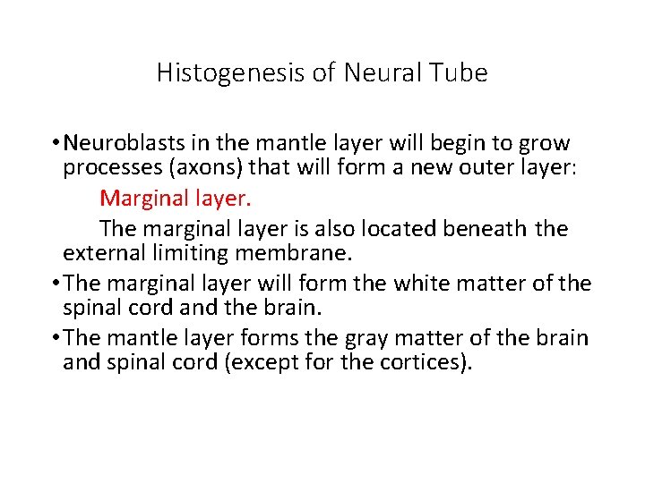 Histogenesis of Neural Tube • Neuroblasts in the mantle layer will begin to grow