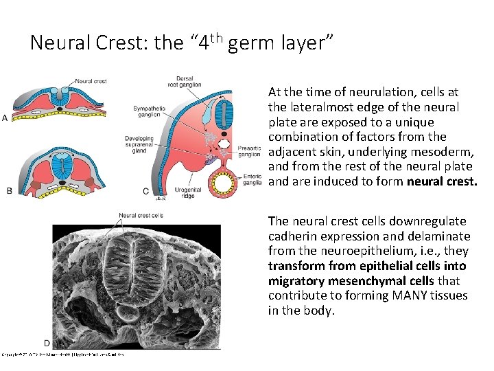 Neural Crest: the “ 4 th germ layer” At the time of neurulation, cells