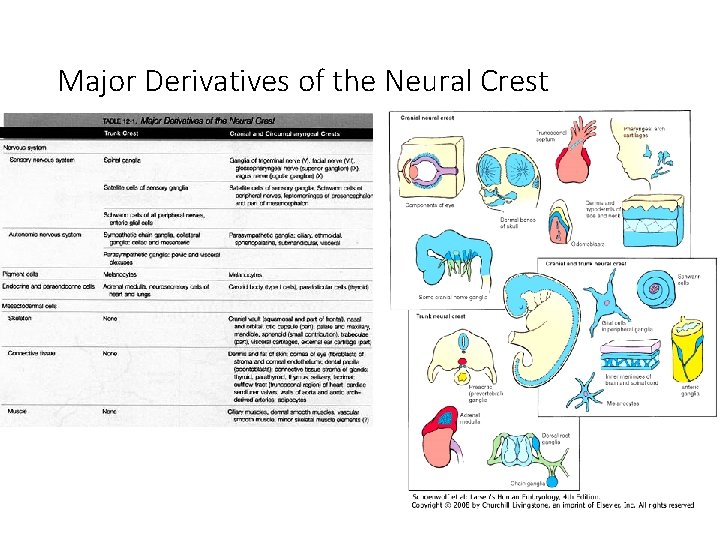 Major Derivatives of the Neural Crest 