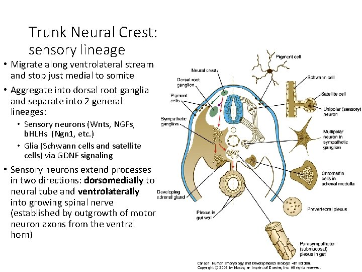 Trunk Neural Crest: sensory lineage • Migrate along ventrolateral stream and stop just medial