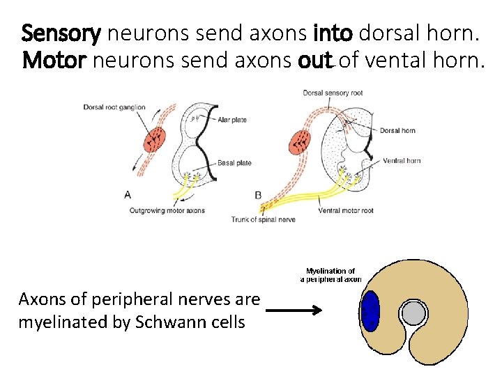 Sensory neurons send axons into dorsal horn. Motor neurons send axons out of vental