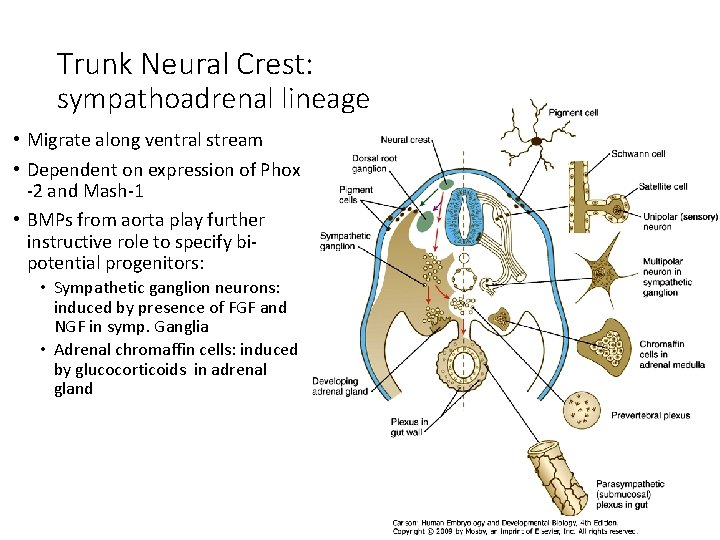Trunk Neural Crest: sympathoadrenal lineage • Migrate along ventral stream • Dependent on expression