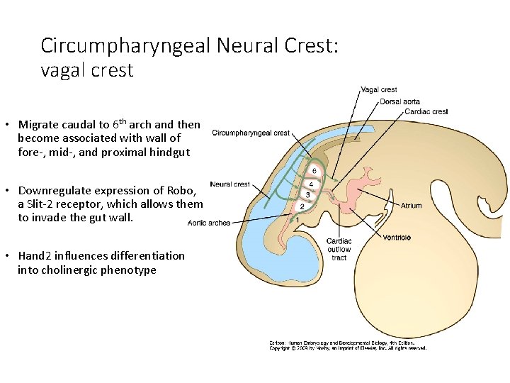 Circumpharyngeal Neural Crest: vagal crest • Migrate caudal to 6 th arch and then