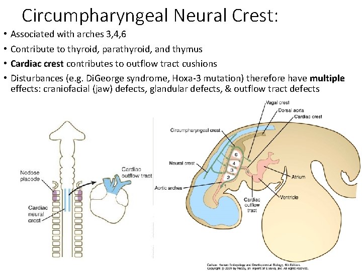 Circumpharyngeal Neural Crest: • • Associated with arches 3, 4, 6 Contribute to thyroid,