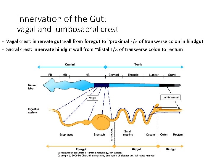 Innervation of the Gut: vagal and lumbosacral crest • Vagal crest: innervate gut wall
