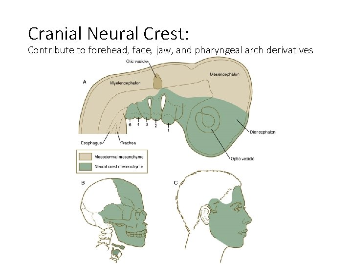 Cranial Neural Crest: Contribute to forehead, face, jaw, and pharyngeal arch derivatives 
