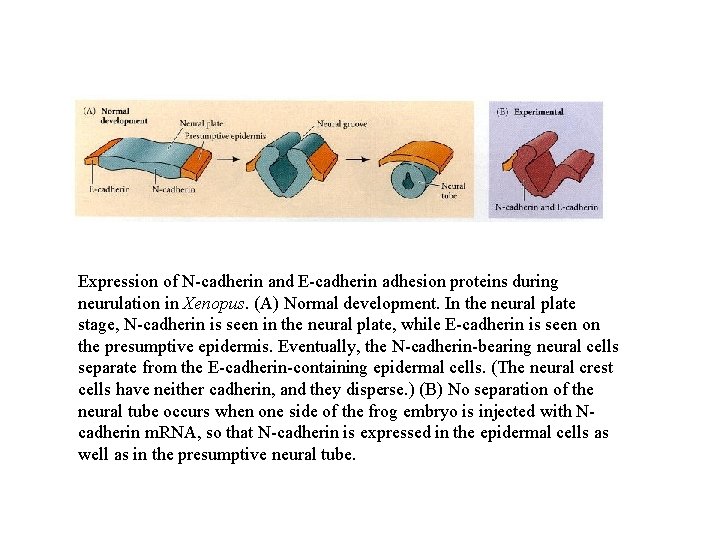 Expression of N-cadherin and E-cadherin adhesion proteins during neurulation in Xenopus. (A) Normal development.