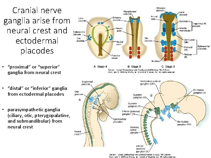 Cranial nerve ganglia arise from neural crest and ectodermal placodes • “proximal” or “superior”