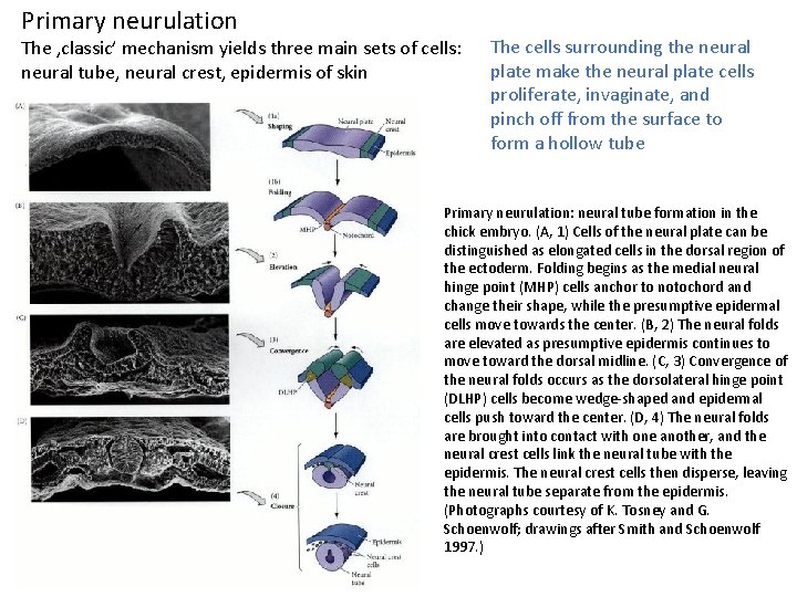 Primary neurulation The ‚classic’ mechanism yields three main sets of cells: neural tube, neural