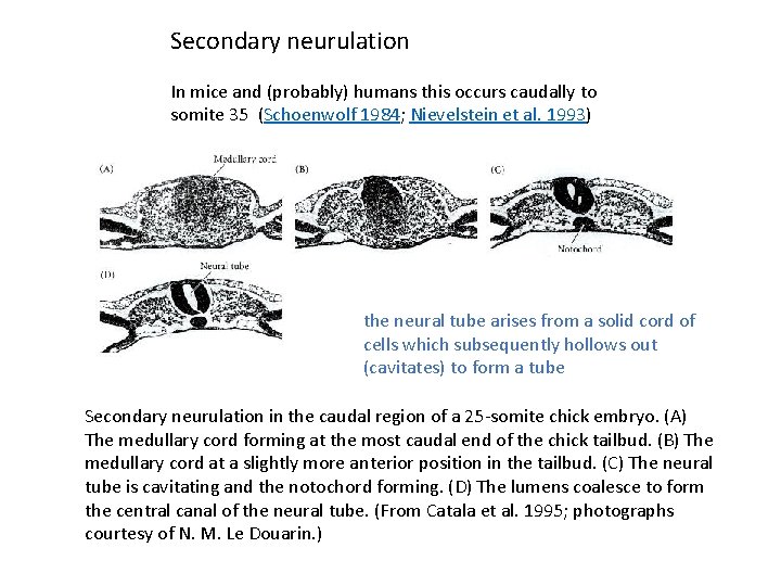 Secondary neurulation In mice and (probably) humans this occurs caudally to somite 35 (Schoenwolf