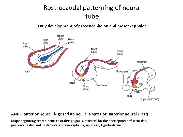 Rostrocaudal patterning of neural tube Early development of prosencephalon and mesencephalon ANR – anterior