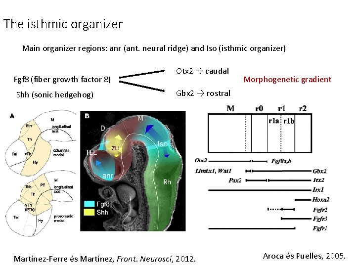 The isthmic organizer Main organizer regions: anr (ant. neural ridge) and Iso (isthmic organizer)