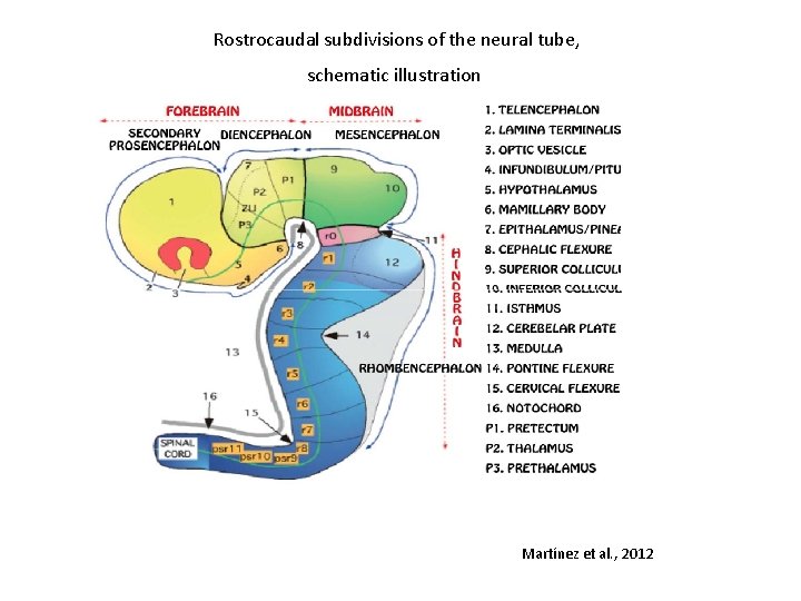 Rostrocaudal subdivisions of the neural tube, schematic illustration Martínez et al. , 2012 
