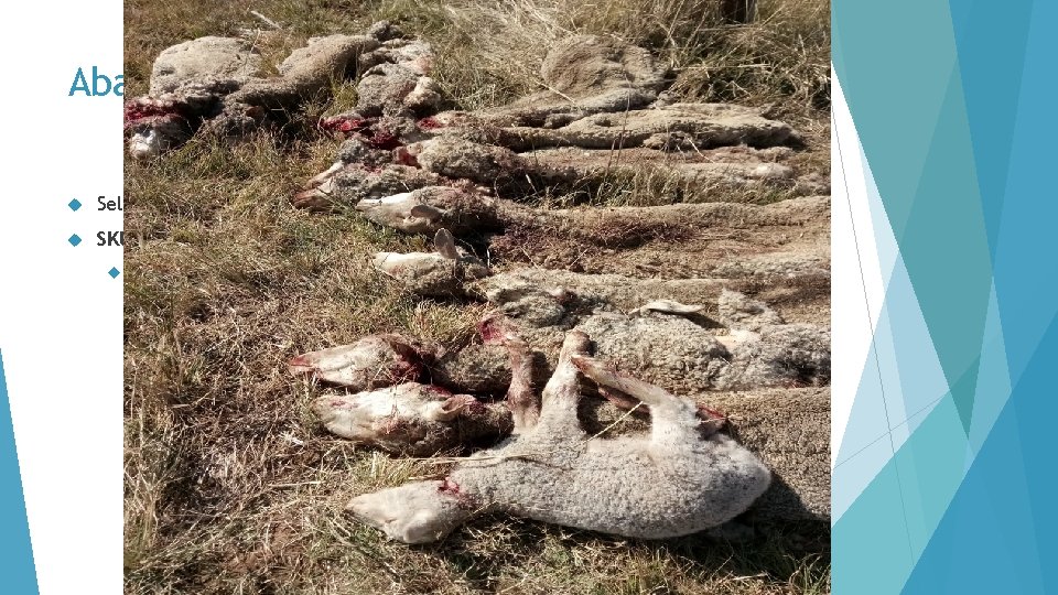 Abattoirs Selde prosedure as op n veiling SKUIWERGAT: Indien jy vir jouself slag is