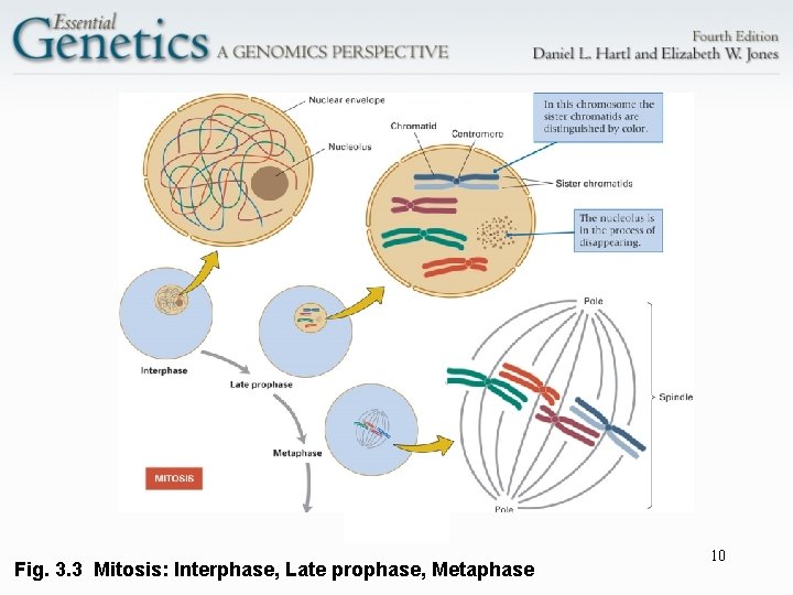 Fig. 3. 3 Mitosis: Interphase, Late prophase, Metaphase 10 