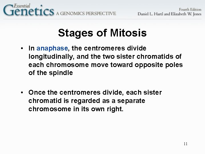 Stages of Mitosis • In anaphase, the centromeres divide longitudinally, and the two sister