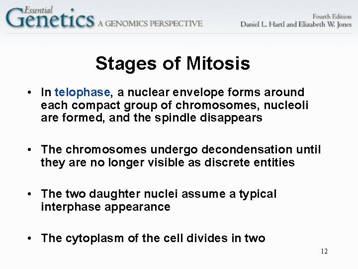 Stages of Mitosis • In telophase, a nuclear envelope forms around each compact group