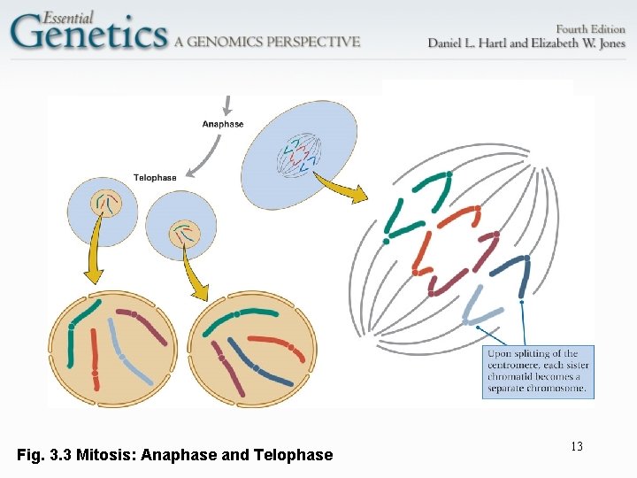 Fig. 3. 3 Mitosis: Anaphase and Telophase 13 