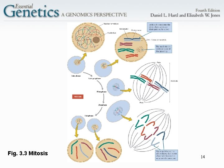 Fig. 3. 3 Mitosis 14 